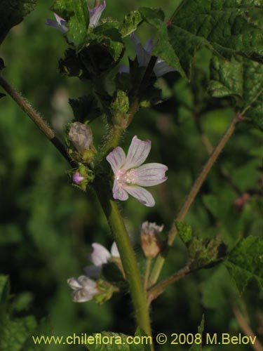 Bild von Geranium sp. #1219 (). Klicken Sie, um den Ausschnitt zu vergrössern.