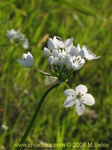 Imágen de Allium neapolitanum (Lagrimas de la virgen). Haga un clic para aumentar parte de imágen.