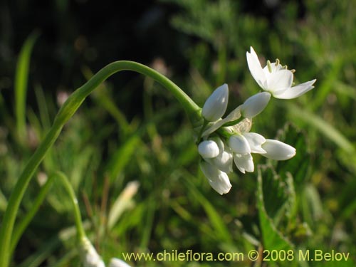 Imágen de Allium neapolitanum (Lagrimas de la virgen). Haga un clic para aumentar parte de imágen.