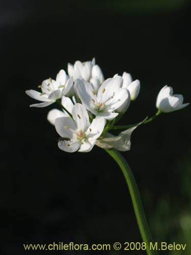 Imágen de Allium neapolitanum (Lagrimas de la virgen). Haga un clic para aumentar parte de imágen.