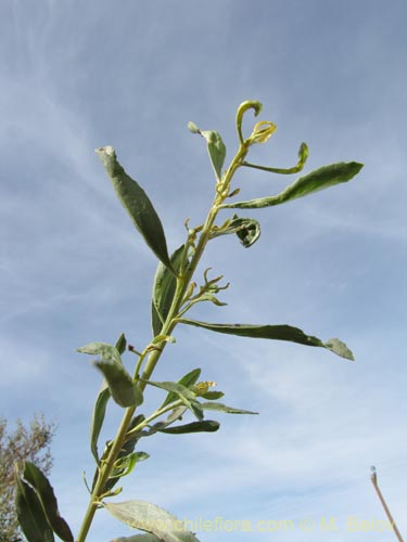 Imágen de Planta no identificada sp. #3146 (). Haga un clic para aumentar parte de imágen.