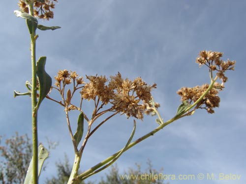 Imágen de Planta no identificada sp. #3146 (). Haga un clic para aumentar parte de imágen.
