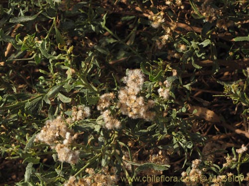 Imágen de Planta no identificada sp. #3146 (). Haga un clic para aumentar parte de imágen.