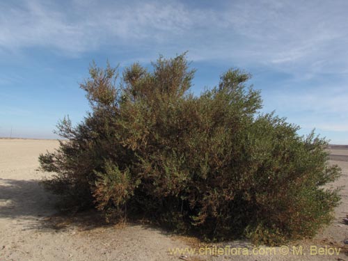 Imágen de Planta no identificada sp. #3146 (). Haga un clic para aumentar parte de imágen.