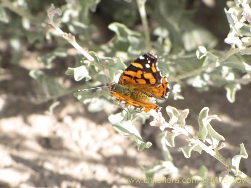 Imágen de Planta no identificada sp. #3146 (). Haga un clic para aumentar parte de imágen.