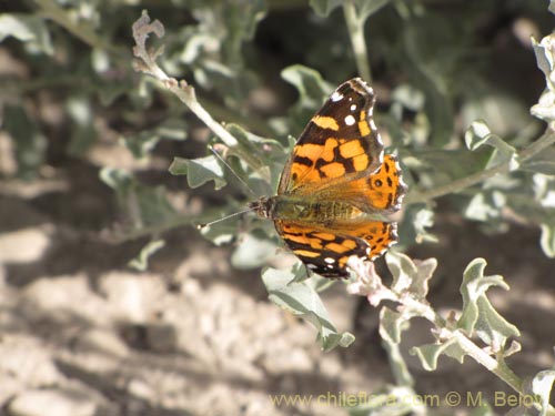Imágen de Planta no identificada sp. #3146 (). Haga un clic para aumentar parte de imágen.