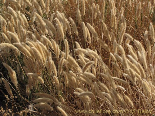 Imágen de Planta no identificada sp. #3146 (). Haga un clic para aumentar parte de imágen.