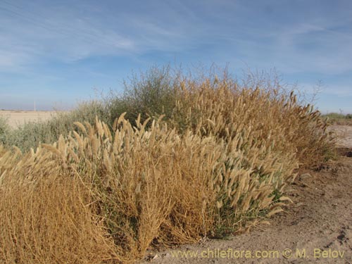 Imágen de Planta no identificada sp. #3146 (). Haga un clic para aumentar parte de imágen.