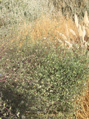 Image of Cristaria sp. #2085 (). Click to enlarge parts of image.