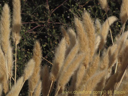 Imágen de Planta no identificada sp. #3146 (). Haga un clic para aumentar parte de imágen.