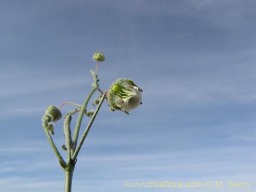Bild von Cristaria sp. #2085 (). Klicken Sie, um den Ausschnitt zu vergrössern.