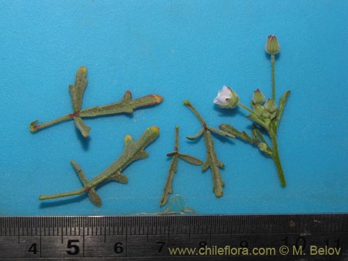 Bild von Cristaria sp. #2085 (). Klicken Sie, um den Ausschnitt zu vergrössern.