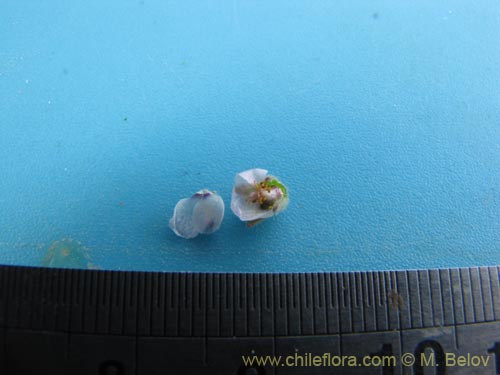 Bild von Cristaria sp. #2085 (). Klicken Sie, um den Ausschnitt zu vergrössern.