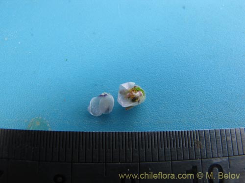 Bild von Cristaria sp. #2085 (). Klicken Sie, um den Ausschnitt zu vergrössern.