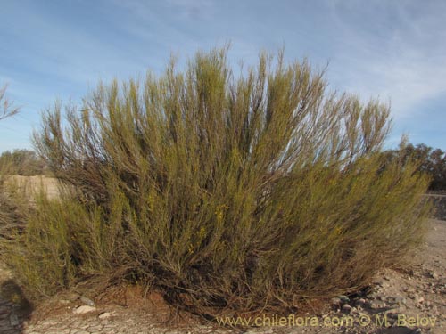 Image of Fabaceae sp. #2086 (). Click to enlarge parts of image.