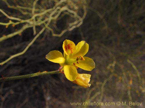 Image of Fabaceae sp. #2086 (). Click to enlarge parts of image.