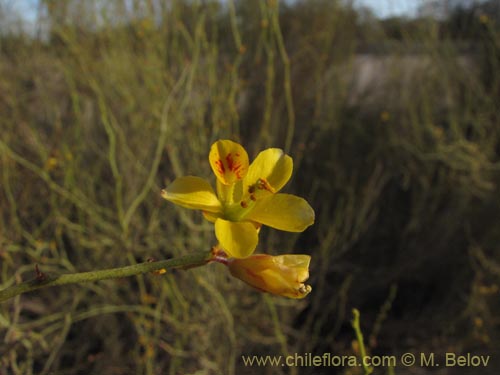 Image of Fabaceae sp. #2086 (). Click to enlarge parts of image.