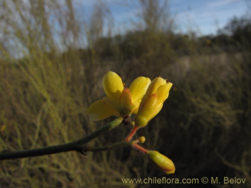 Image of Fabaceae sp. #2086 (). Click to enlarge parts of image.