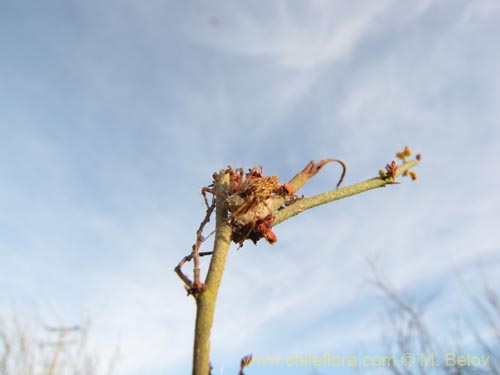 Image of Fabaceae sp. #2086 (). Click to enlarge parts of image.