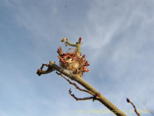 Image of Fabaceae sp. #2086 (). Click to enlarge parts of image.