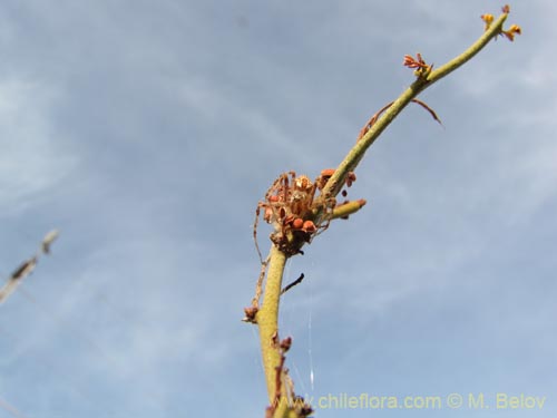 Image of Fabaceae sp. #2086 (). Click to enlarge parts of image.