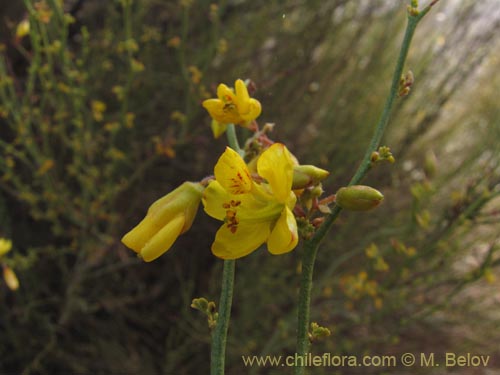 Image of Fabaceae sp. #2086 (). Click to enlarge parts of image.