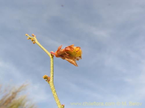 Image of Fabaceae sp. #2086 (). Click to enlarge parts of image.