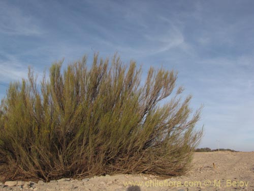 Image of Fabaceae sp. #2086 (). Click to enlarge parts of image.