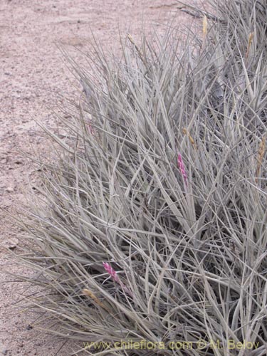 Tillandsia macronae의 사진