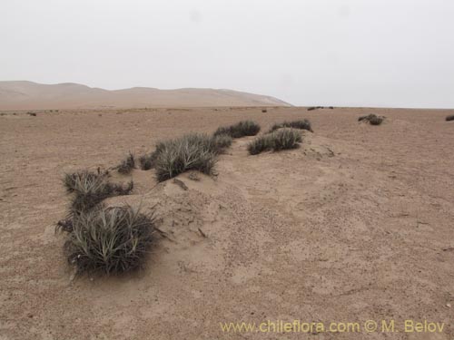 Tillandsia macronae의 사진