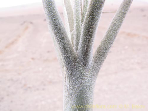 Tillandsia macronae의 사진