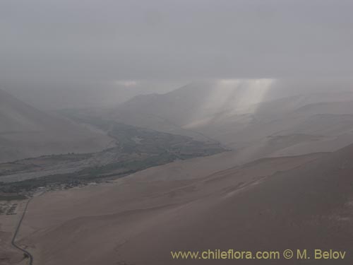 Tillandsia macronae의 사진