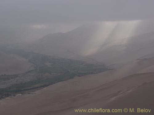 Tillandsia macronae의 사진