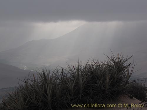 Tillandsia macronae의 사진