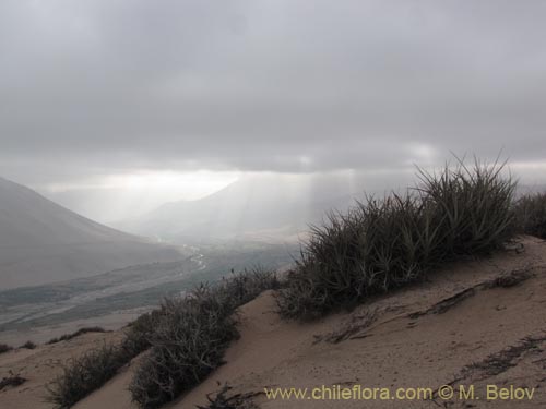 Tillandsia macronae의 사진