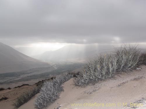 Tillandsia macronae의 사진