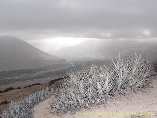 Tillandsia macronae의 사진