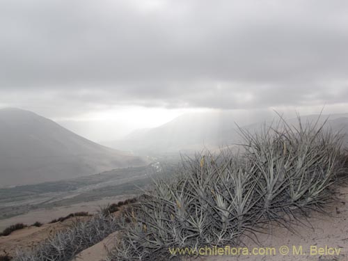 Tillandsia macronae의 사진