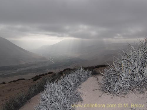 Tillandsia macronae의 사진