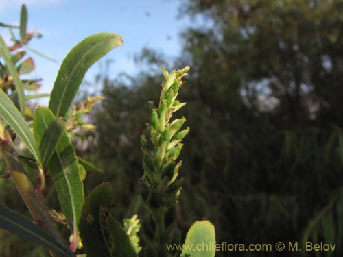 Image of Unidentified Plant sp. #1959 (). Click to enlarge parts of image.