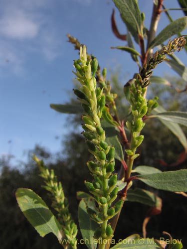 Image of Unidentified Plant sp. #1959 (). Click to enlarge parts of image.
