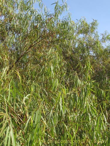 Image of Unidentified Plant sp. #1959 (). Click to enlarge parts of image.