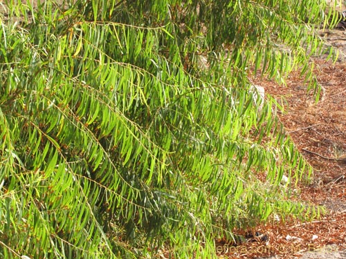 Image of Unidentified Plant sp. #1959 (). Click to enlarge parts of image.