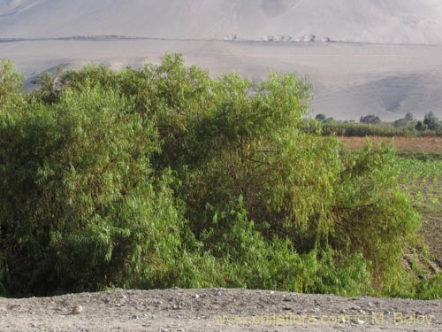 Image of Unidentified Plant sp. #1959 (). Click to enlarge parts of image.