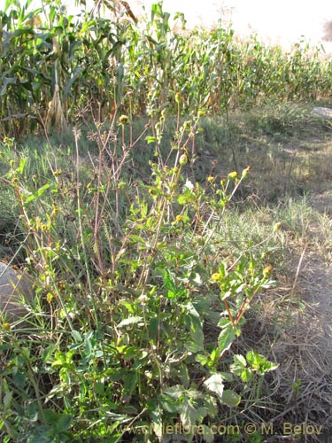 Image of Asteraceae sp. #1961 (). Click to enlarge parts of image.