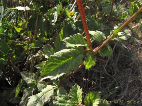 Image of Asteraceae sp. #1961 (). Click to enlarge parts of image.