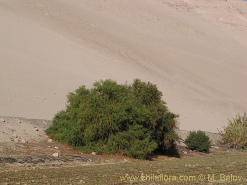 Image of Unidentified Plant sp. #1959 (). Click to enlarge parts of image.