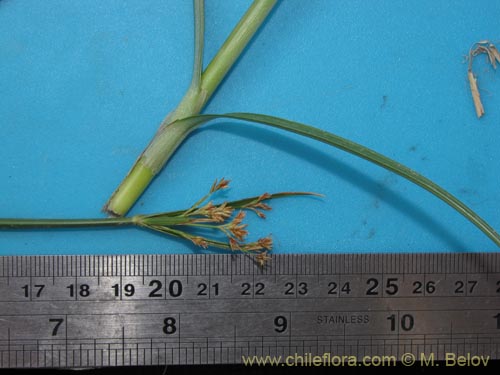 没断定的植物 sp. #1960的照片