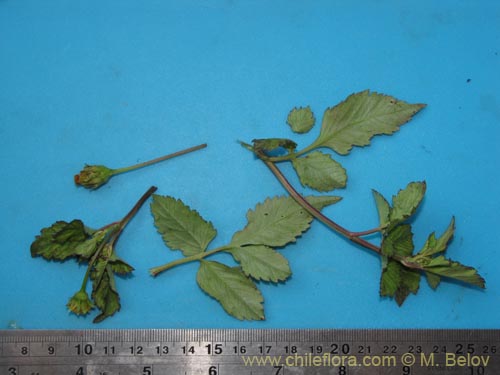 Image of Asteraceae sp. #1961 (). Click to enlarge parts of image.