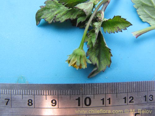 Image of Asteraceae sp. #1961 (). Click to enlarge parts of image.